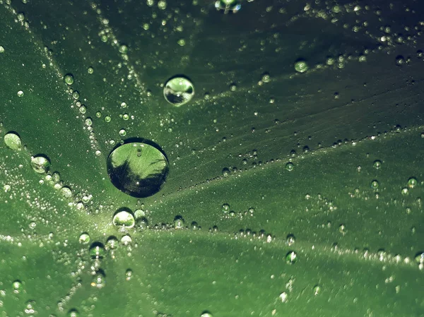 Primo Piano Gocce Acqua Una Foglia Cetriolo — Foto Stock