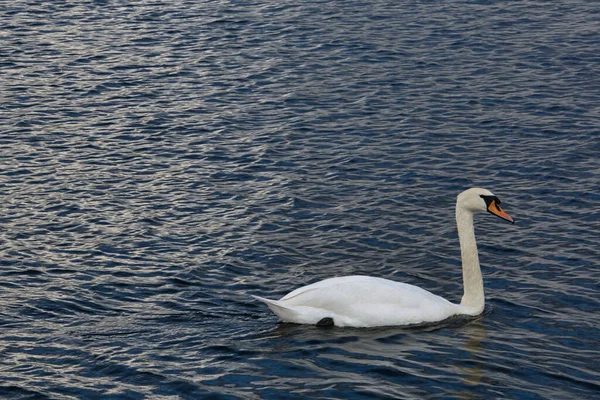 Снимок Белого Лебедя Поверхности Воды — стоковое фото