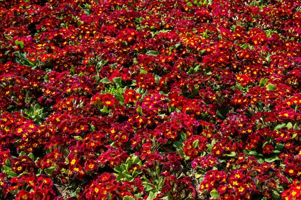 Krásné Kvetoucí Přírodní Červené Květy Ideální Pro Květinové Pozadí — Stock fotografie