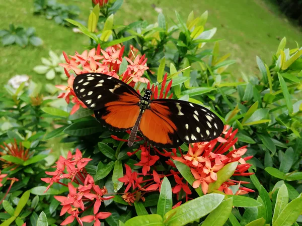 Gros Plan Beau Papillon Tithorea Terracina Sur Des Fleurs Jardin — Photo