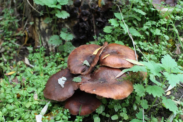 Closeup Shot Mushrooms Surrounded Green Leaves Forest — Stock Photo, Image