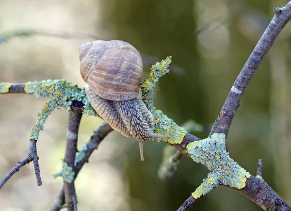 Una Lumaca Ramo Albero — Foto Stock