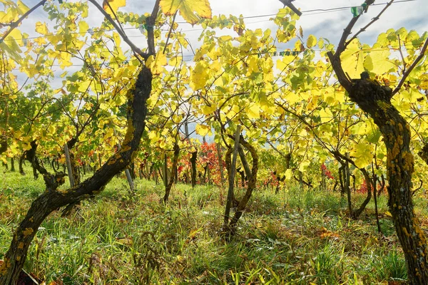 Een Close Opname Van Een Tuin Met Jonge Bomen Groen — Stockfoto