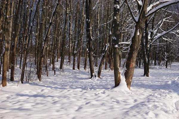 Bild Trädstammar Snöig Vinter — Stockfoto