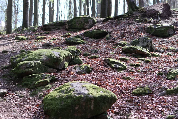 阳光灿烂的天气 美丽的森林景观 地面上长满了苔藓的巨石 — 图库照片