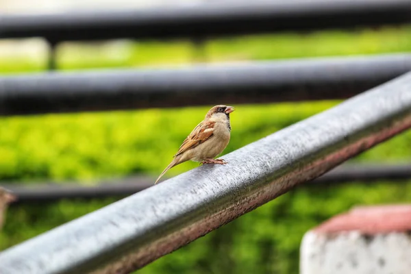 Selective Focus Shot Sparrow Perched Metal Pipe — Stock Photo, Image