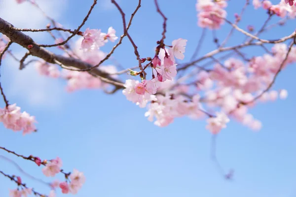 Bom Tiro Flores Árvore Rosa Fundo Céu Azul — Fotografia de Stock