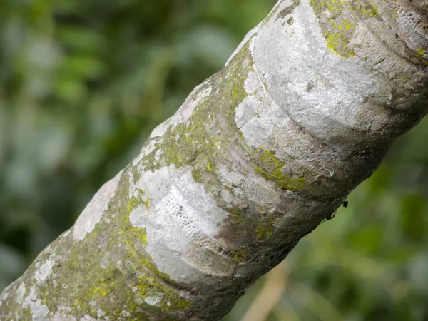 나무의 성가신 줄기를 클로즈업 — 스톡 사진
