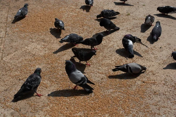 Flock Doves Land — Stock Photo, Image