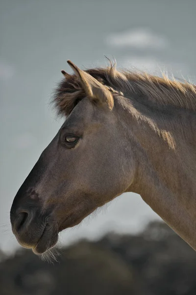 Ein Vertikales Porträt Eines Schönen Beigen Pferdes — Stockfoto