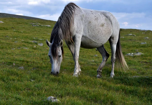 Vacker Vuxen Vit Häst Betar Gräset — Stockfoto