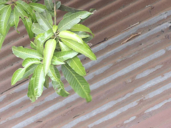 Detailní Záběr Listů Ořechového Stromu — Stock fotografie