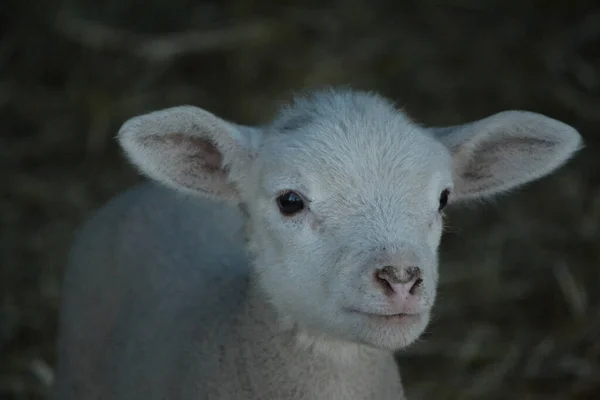 Närbild Söt Vit Baby Lamm — Stockfoto