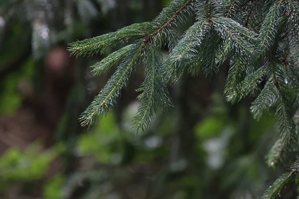 Närbild Unga Skott Gran Gren Skogen — Stockfoto