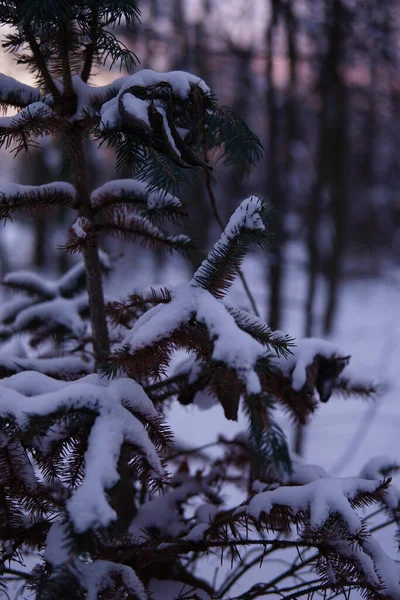 Дерева Вкриті Снігом Взимку — стокове фото