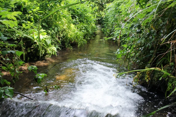 Uma Visão Natural Água Cristalina Que Flui Jusante Uma Floresta — Fotografia de Stock