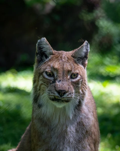 Egy Közeli Kép Egy Lynx Homályos Háttérrel — Stock Fotó