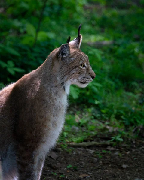 Egy Közeli Kép Lynx Ről Erdőben — Stock Fotó