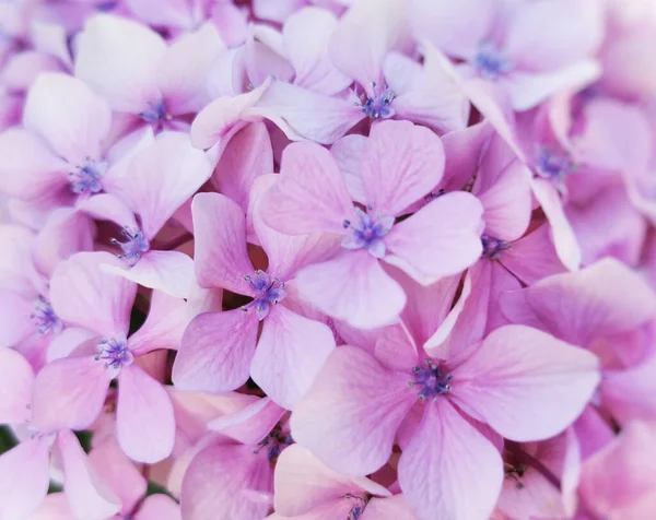 Eine Nahaufnahme Von Schönen Rosa Hortensien Hortensien Blumen Perfekt Für — Stockfoto