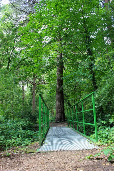 Una Vista Natural Una Pasarela Estrecha Medio Bosque — Foto de Stock