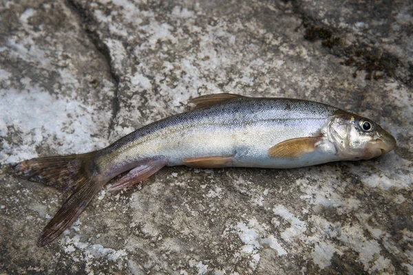 Primo Piano Pesce Morto Una Superficie Rocciosa — Foto Stock