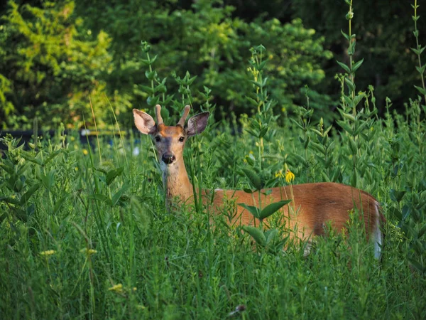 Beau Cliché Chevreuil Mignon Ernie Miller Nature Center Olathe — Photo