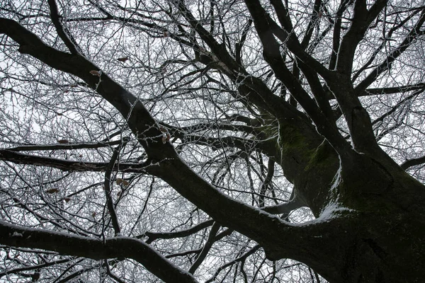 Die Kahle Krone Einer Buche Die Winter Mit Schnee Bedeckt — Stockfoto