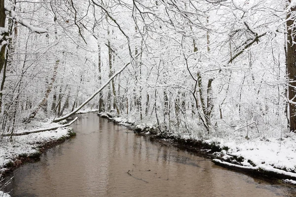 Ruisseau Coule Tranquillement Dans Forêt Enneigée Hiver — Photo