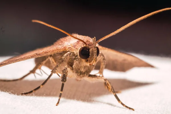 Ett Makro Skott Fjäril — Stockfoto