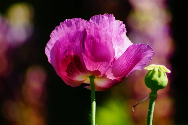 Цветок Садовой Формы Опийного Мака Саду Хороший Розовый Сильным Боке — стоковое фото