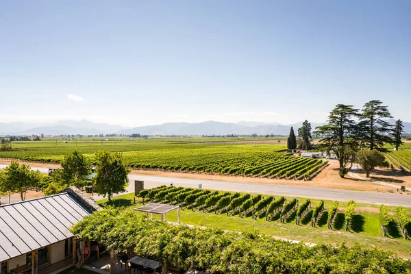 Landschap Uitzicht Wijngaarden Met Bergen Achtergrond — Stockfoto