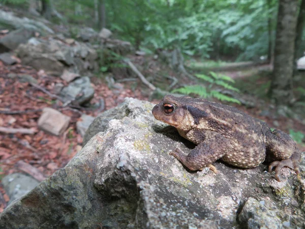 Clsoeup Záběr Společné Ropuchy Bufo Spinosus Pozadím — Stock fotografie