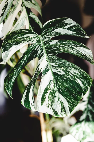 Primer Plano Una Vibrante Hoja Planta Monstera Verde — Foto de Stock