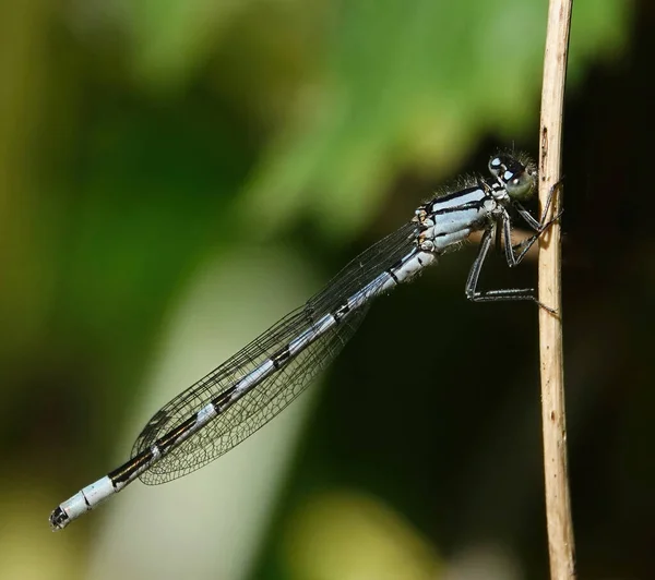 Eine Nahaufnahme Einer Blue Damselfly Auf Dem Zweig Auf Grünem — Stockfoto