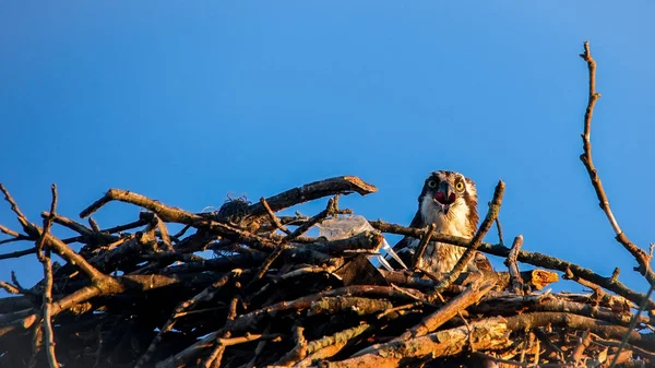 Osprey Samica Siedzi Gnieździe Błękitnym Niebem — Zdjęcie stockowe