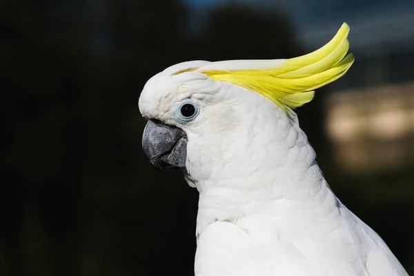 Gros Plan Cacatoès Blanc Aigrettes Soufre — Photo