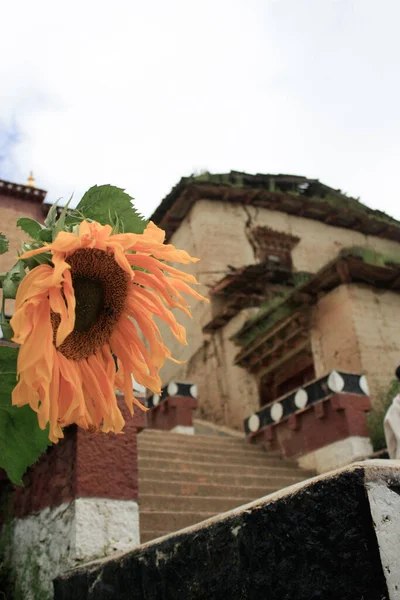 Girasol Marchito Fondo Las Antiguas Casas Shangri —  Fotos de Stock