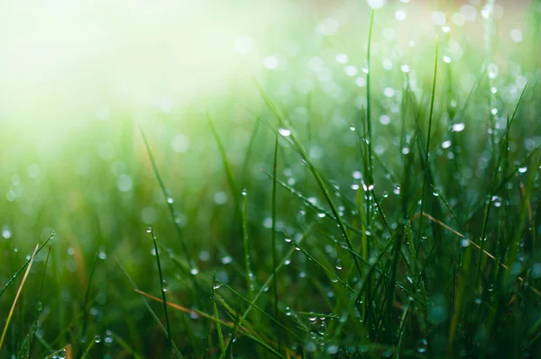 Eine Nahaufnahme Von Nassem Grünen Gras — Stockfoto