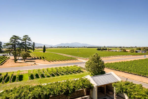 Een Landschappelijk Uitzicht Wijngaarden Met Bergen Achtergrond — Stockfoto