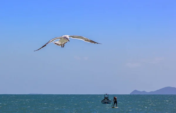 Чайка Летит Над Синим Морем — стоковое фото