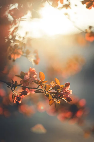 Prachtige Rose Voorjaar Bloemen Van Een Decoratieve Appelboom Een Tuin — Stockfoto