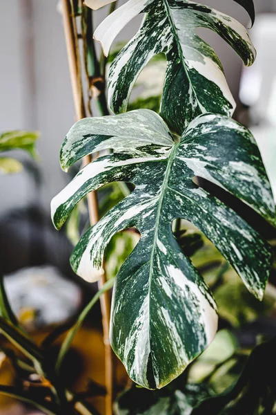 Eine Nahaufnahme Eines Lebhaften Grünen Monstera Pflanzenblattes — Stockfoto