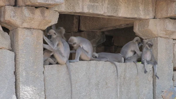 Groupe Singes Gris Mignons Adorables Dans Temple Ruine Dans Village — Photo