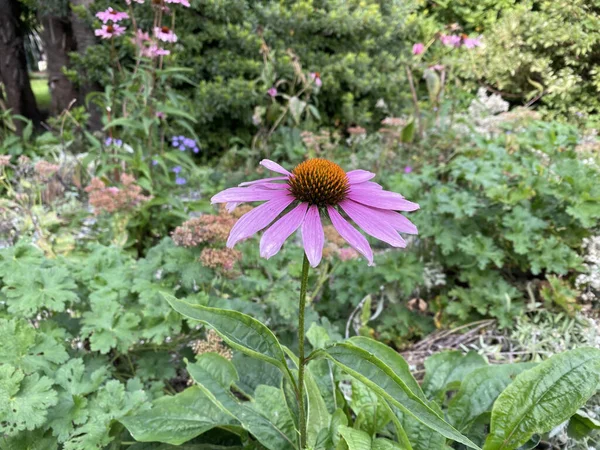 Ein Schuss Einer Hellen Blume — Stockfoto