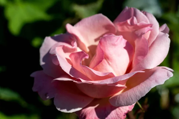 Una Hermosa Rosa Rosa Isla Vancouver Canadá — Foto de Stock