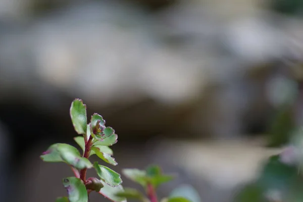 Närbild Portulaca Utan Blomma Ett Suddigt Stenigt Landskap Omgivet Sina — Stockfoto