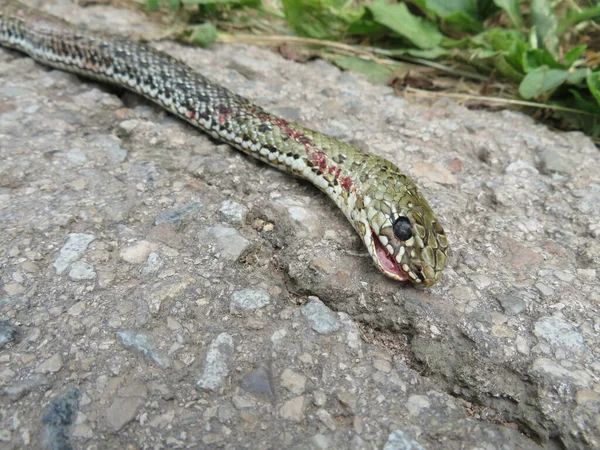 Serpiente Montpellier Muerta Malpolon Monspessulanus Una Carretera Por Accidente Coche — Foto de Stock