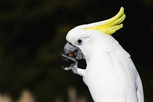 Closeup Shot White Sulphur Crested Cockatoo — Stock Photo, Image