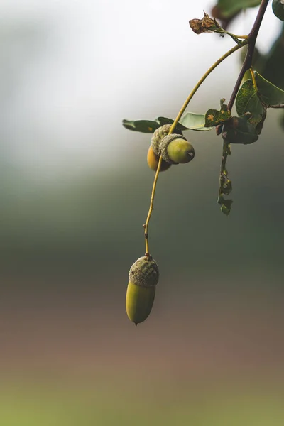 Primer Plano Una Rama Roble Con Bellotas Verdes — Foto de Stock