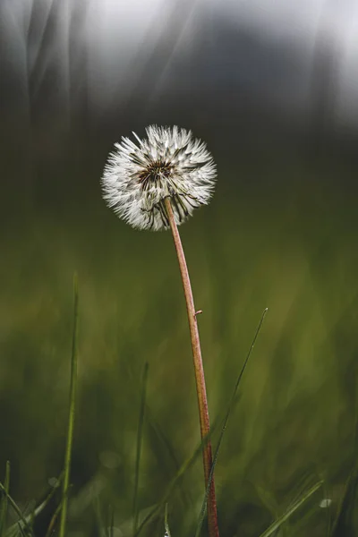 Closeup Dandelion Blowball Filed — Stock Photo, Image